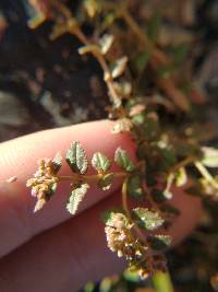 Euphorbia ophthalmica image