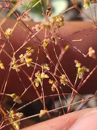 Eriogonum thomasii image