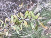 Sideroxylon lanuginosum image