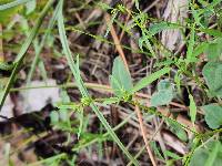 Euphorbia bilobata image