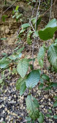 Alnus oblongifolia image