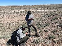 Image of Sclerocactus papyracanthus