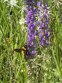 Lobelia fenestralis image