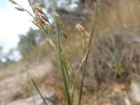 Juncus balticus image