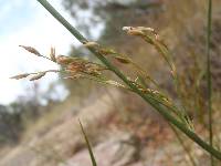 Juncus balticus image