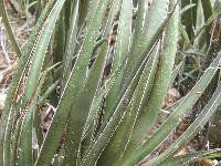 Agave schottii image