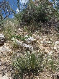 Agave schottii image