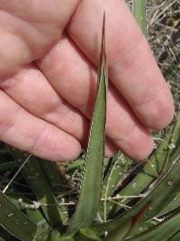 Agave schottii image