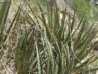 Agave schottii image