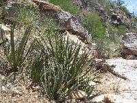 Agave schottii image