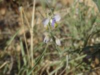 Hebecarpa barbeyana image