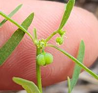 Euphorbia bilobata image