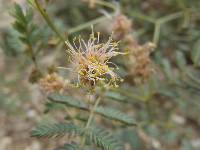 Desmanthus cooleyi image