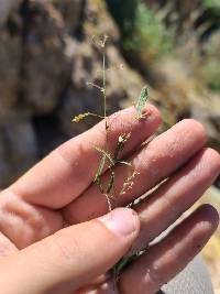 Desmodium procumbens image