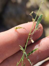 Desmodium procumbens image