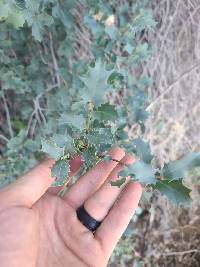 Quercus turbinella image