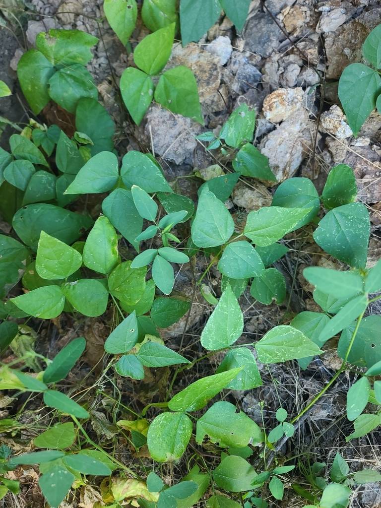 Phaseolus acutifolius var. acutifolius image