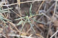 Euphorbia exstipulata image