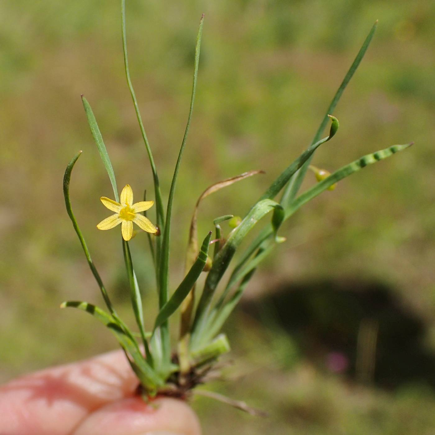 Sisyrinchium cernuum image