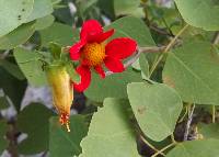 Dahlia coccinea image