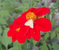 Dahlia coccinea image