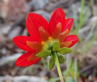 Dahlia coccinea image