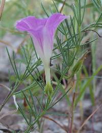 Ipomoea capillacea image