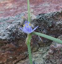 Tradescantia pinetorum image