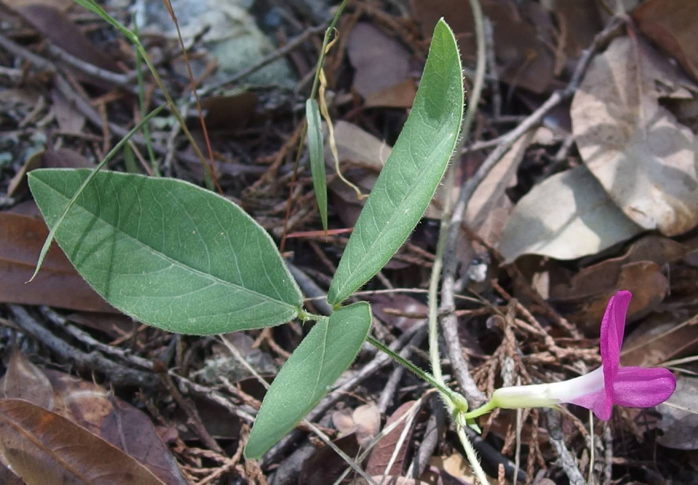 Cologania broussonetii image