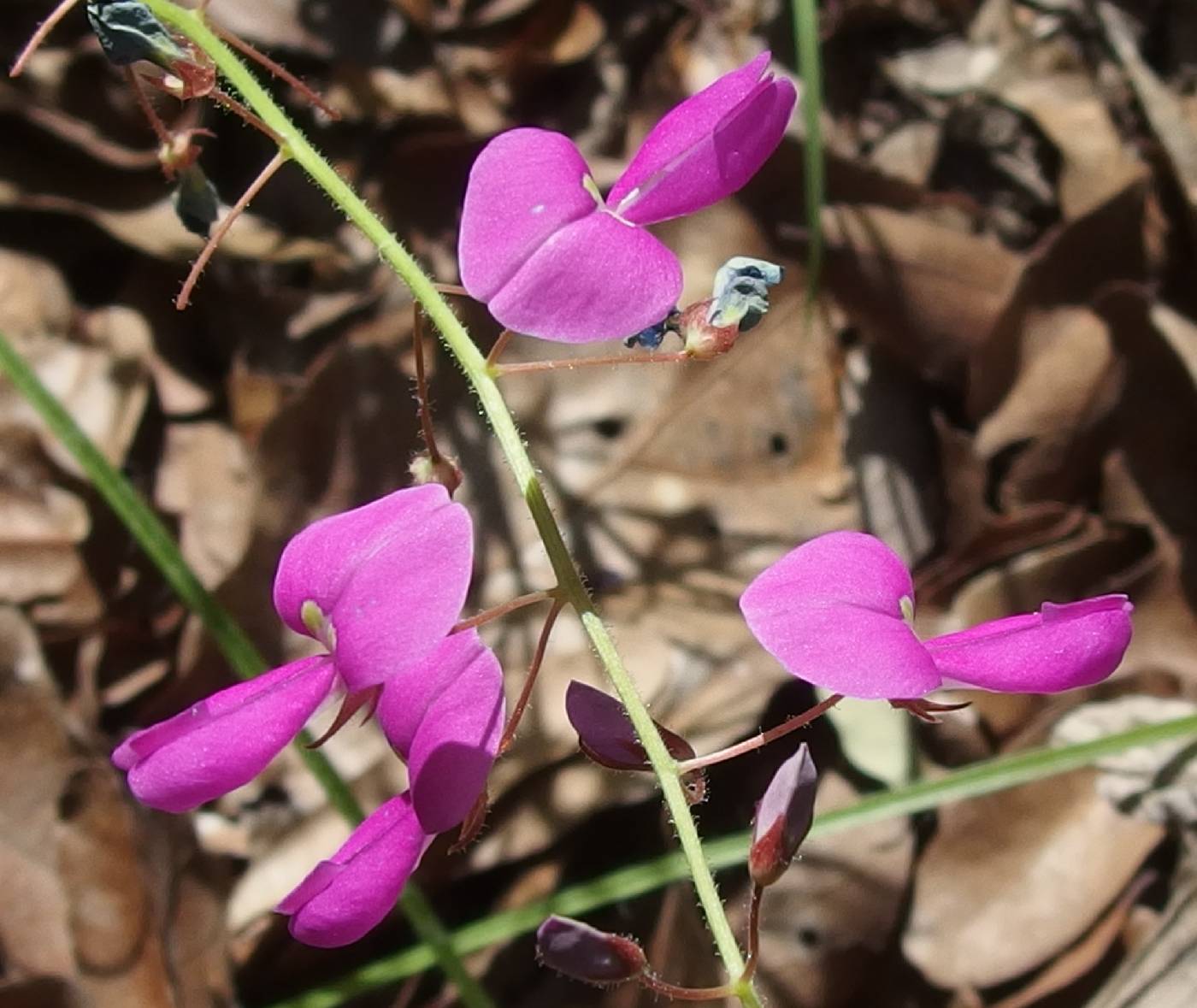 Desmodium scorpiurus image