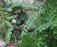 Asplenium palmeri image