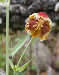 Calochortus spatulatus image