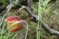 Calochortus spatulatus image