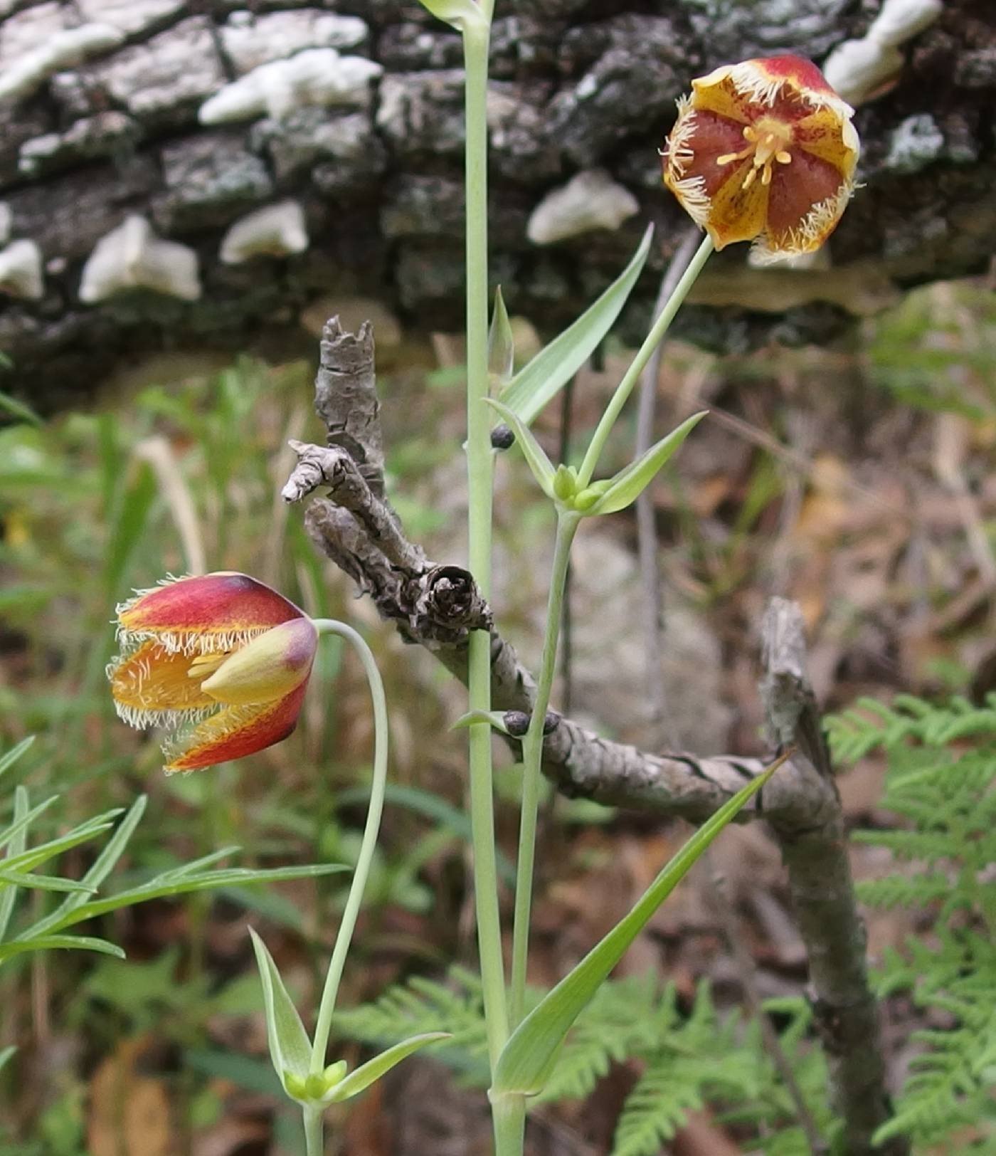 Calochortus spatulatus image