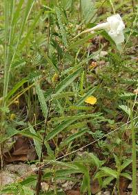 Image of Mandevilla hypoleuca