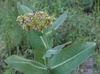 Asclepias glaucescens image