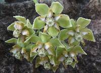 Asclepias glaucescens image