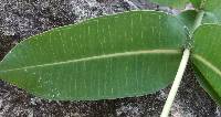 Asclepias glaucescens image