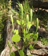 Porophyllum ruderale image