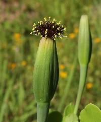 Porophyllum ruderale image