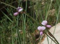 Desmodium angustifolium image