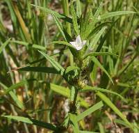 Hexasepalum teres image