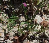 Tephrosia tenella image