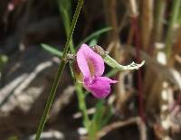 Tephrosia tenella image