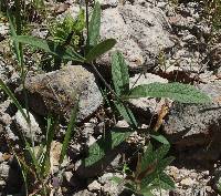 Tephrosia tenella image