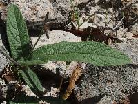 Tephrosia tenella image