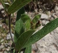 Tephrosia tenella image