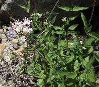 Ageratum corymbosum image