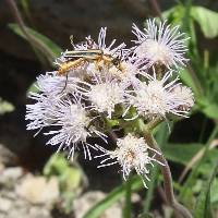 Ageratum corymbosum image