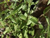 Ageratum corymbosum image